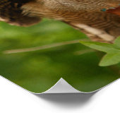 Owl Afdrukken/Poster Poster (Hoek)
