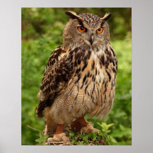 Owl Afdrukken/Poster Poster (Voorkant)