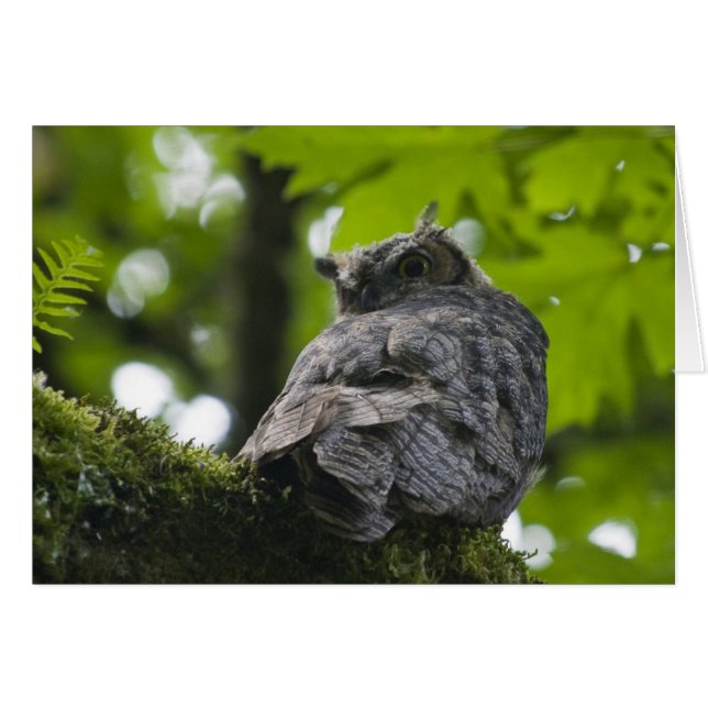 Owl bij Nisqually Card (Voorkant Horizontaal)