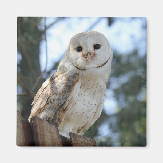 Owl Bird Animal Feathers Natuur Peace Love Destiny Magneet (Voorkant)