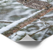 Owl bird poster (Hoek)