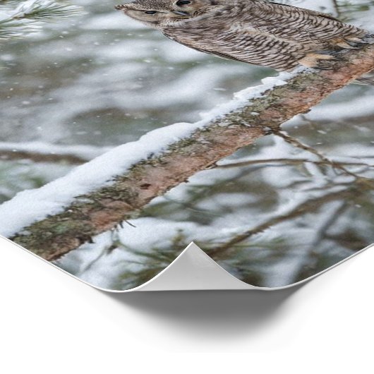 Owl bird poster (Hoek)