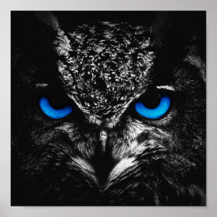 Owl blauwe ogen poster