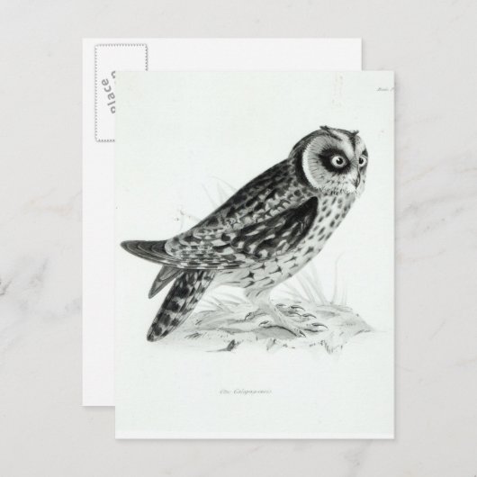Owl Briefkaart (Voorkant / Achterkant)