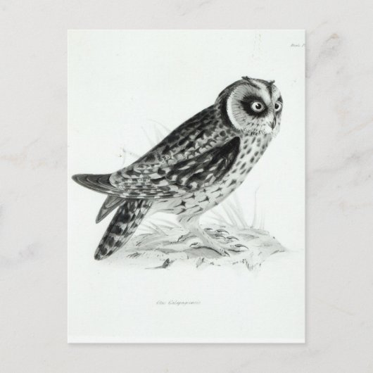 Owl Briefkaart (Voorkant)
