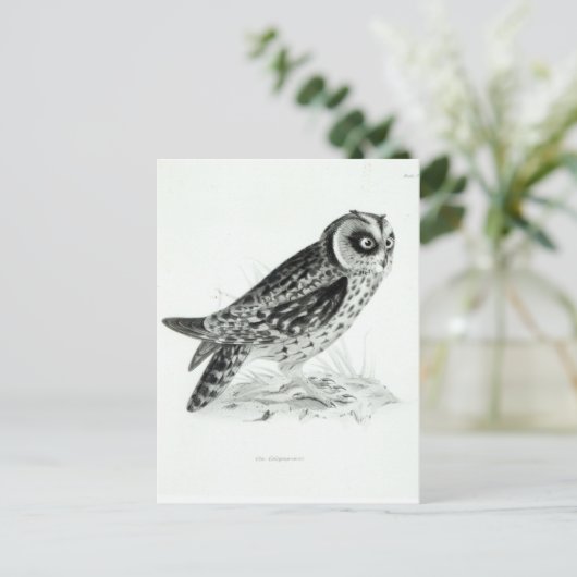 Owl Briefkaart (Staand voorkant)