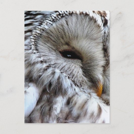 OWL BRIEFKAART (Voorkant)