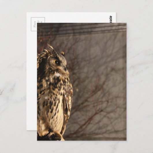 Owl Briefkaart (Voorkant / Achterkant)