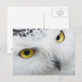 Owl Briefkaart (Voorkant / Achterkant)