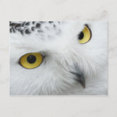 Owl Briefkaart (Voorkant)