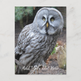 Owl Briefkaart