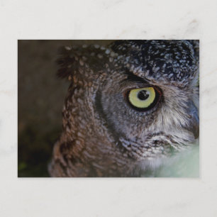 Owl briefkaart