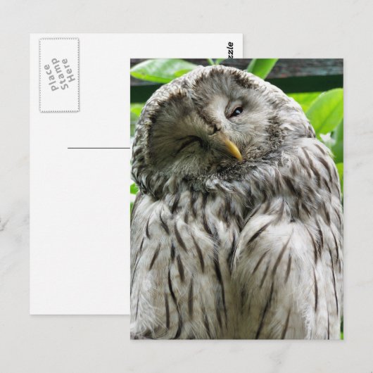 OWL BRIEFKAART (Voorkant / Achterkant)