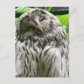 OWL BRIEFKAART (Voorkant)