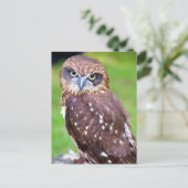 Owl Briefkaart (Staand voorkant)