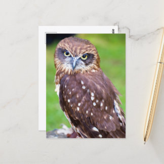 Owl Briefkaart