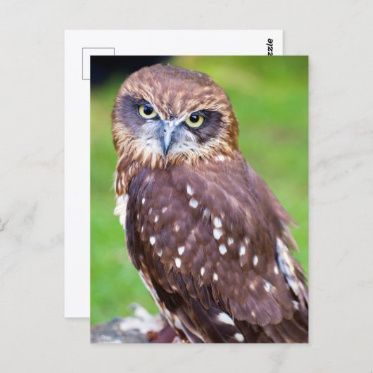 Owl Briefkaart (Voorkant / Achterkant)