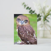 Owl Briefkaart (Staand voorkant)