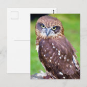 Owl Briefkaart (Voorkant / Achterkant)