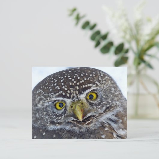 Owl Briefkaart (Staand voorkant)