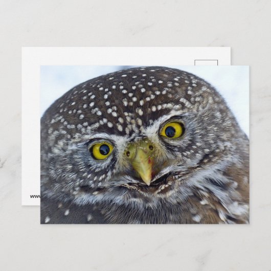 Owl Briefkaart (Voorkant / Achterkant)
