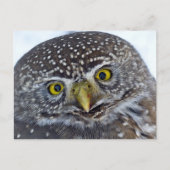 Owl Briefkaart (Voorkant)