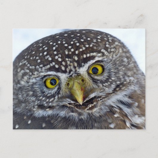 Owl Briefkaart (Voorkant)