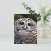 Owl Briefkaart (Staand voorkant)
