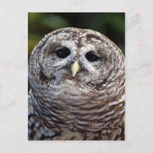 Owl Briefkaart