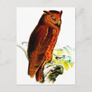 Owl Briefkaart