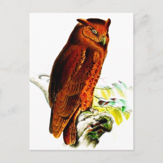Owl Briefkaart (Voorkant)