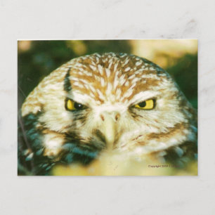 OWL-BRIEFKAART BRIEFKAART