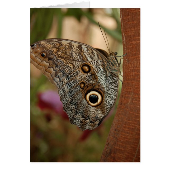 Owl Butterfly (Voorkant)