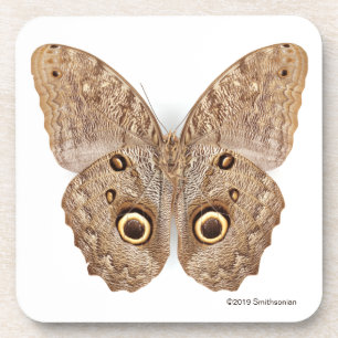 Owl Butterfly Bier Onderzetter