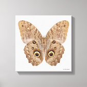 Owl Butterfly Canvas Afdruk (Voorkant)