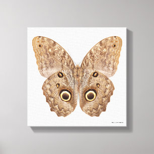 Owl Butterfly Canvas Afdruk
