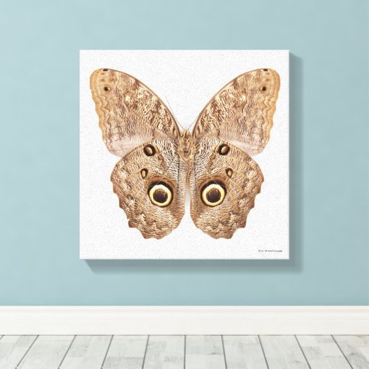 Owl Butterfly Canvas Afdruk (Insitu (Houten vloer))