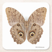 Owl Butterfly Kartonnen Onderzetters (Voorkant)