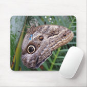 Owl Butterfly Muismat (Met muis)