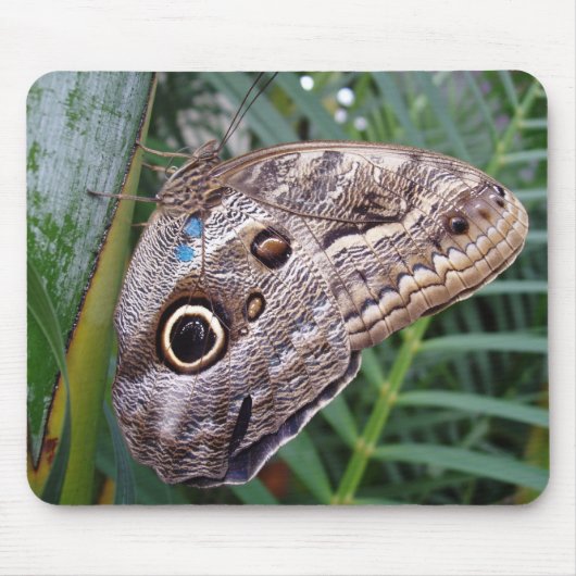 Owl Butterfly Muismat (Voorkant)