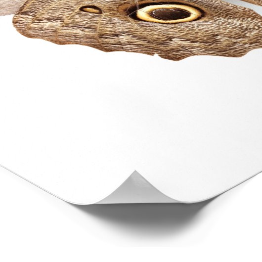 Owl Butterfly Poster (Hoek)