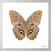Owl Butterfly Poster (Voorkant)