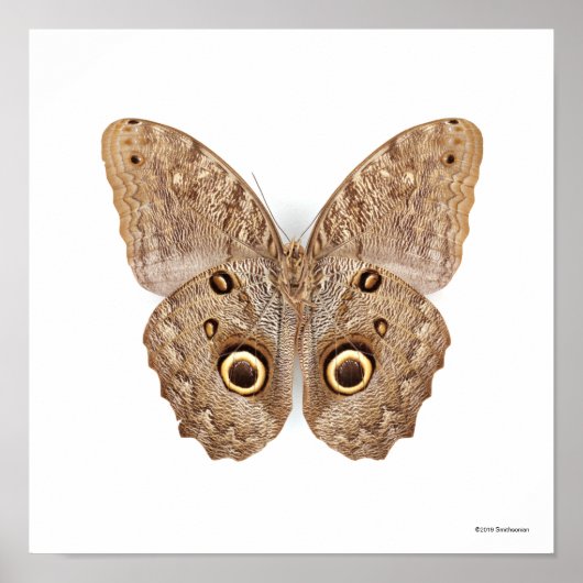 Owl Butterfly Poster (Voorkant)