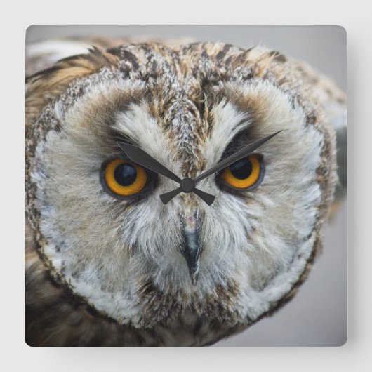 Owl Clock Vierkante Klok (Voorkant)