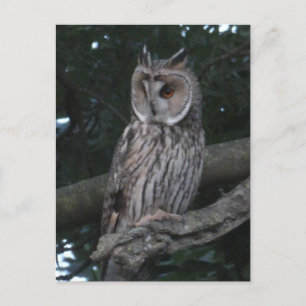 Owl Close-up DIY Briefkaart