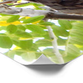 Owl die neer van Tak kijkt Poster (Hoek)