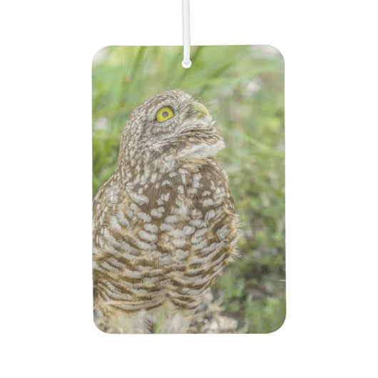 Owl die op de luchtverfrisser kijkt (Voorkant)
