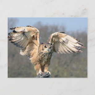 Owl die op Hand met het Briefkaart van de Versprei