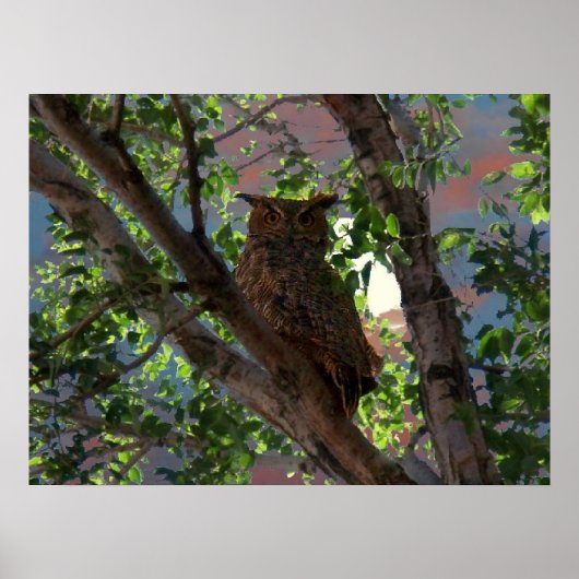 Owl en de Maan Druk Poster (Voorkant)