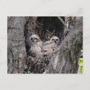 Owl en eigenaar briefkaart
